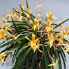 Neofinetia falcata yubae 夕映 Япония